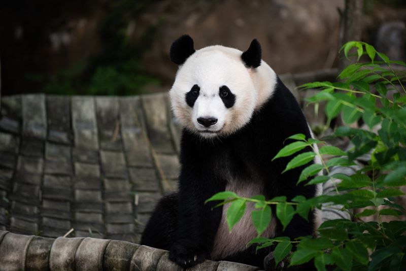 Panda Protectors