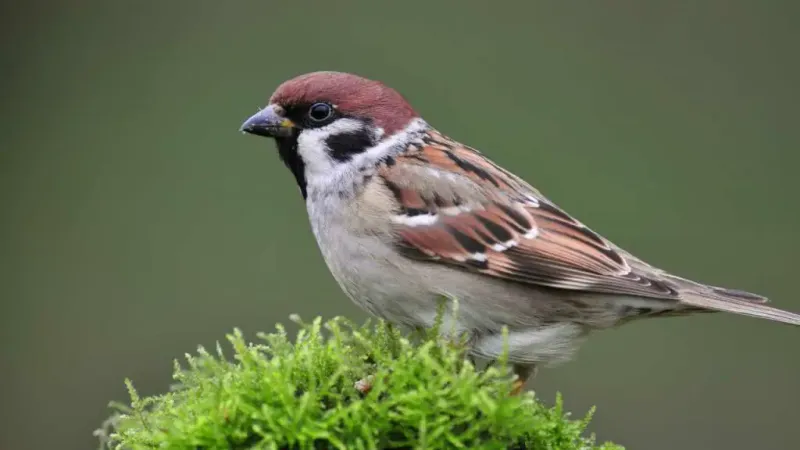 Birds