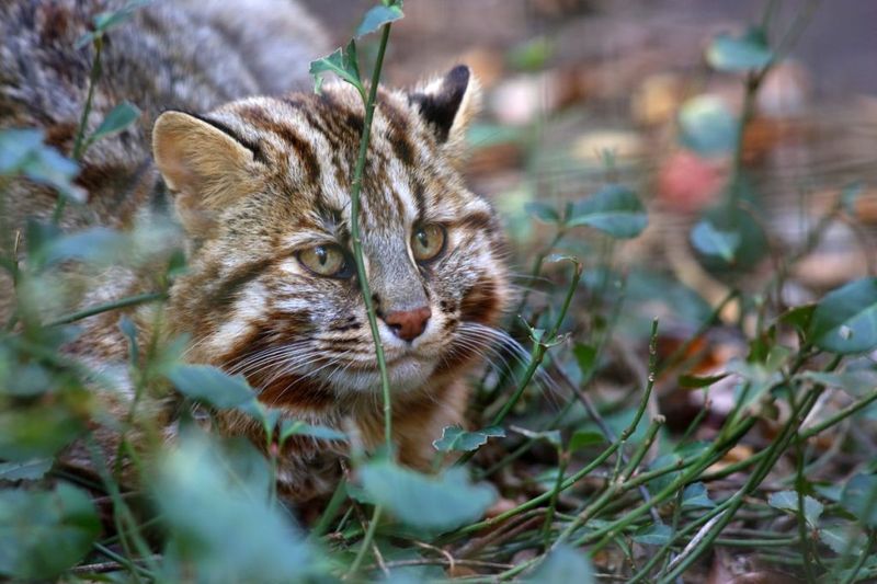Iriomote Cat