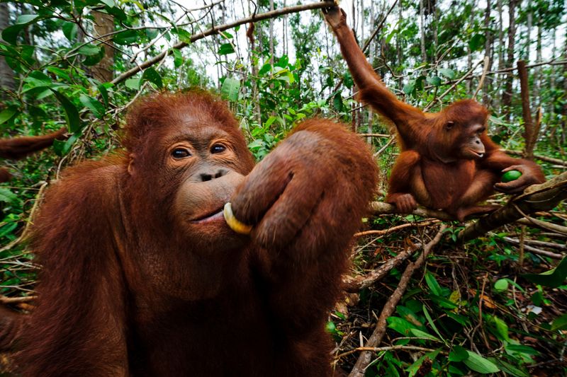 Sumatran Orangutan