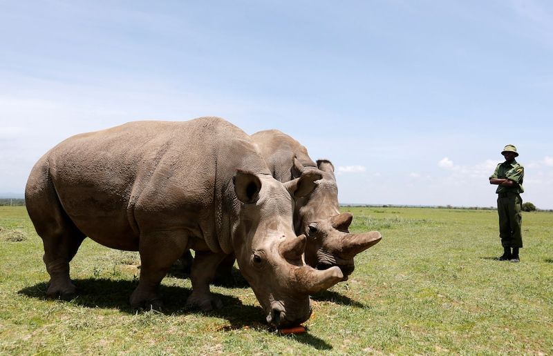 Northern White Rhino