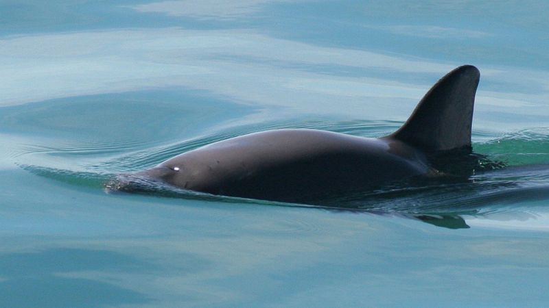 Vaquita: The Porpoise On The Brink