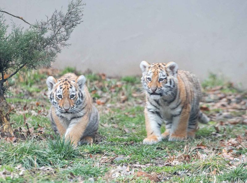 The Importance Of Public Awareness In Conservation