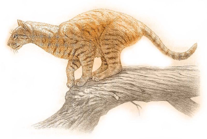 Beyond The Fossils