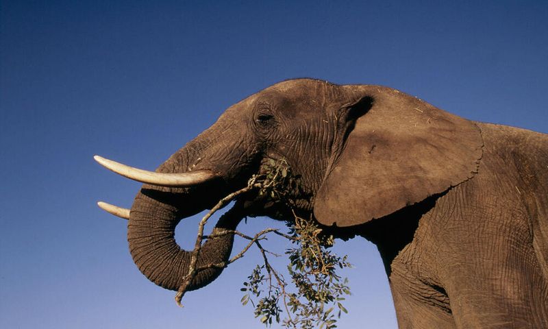 African Elephant