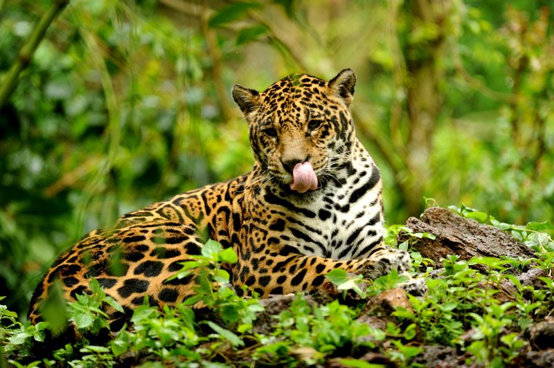 Jaguar