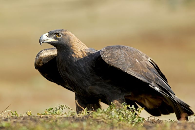 Golden Eagle