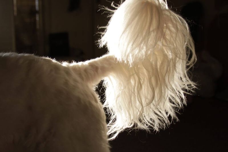 Tail Tangle Tactics
