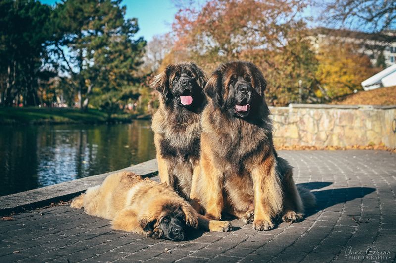 Leonberger