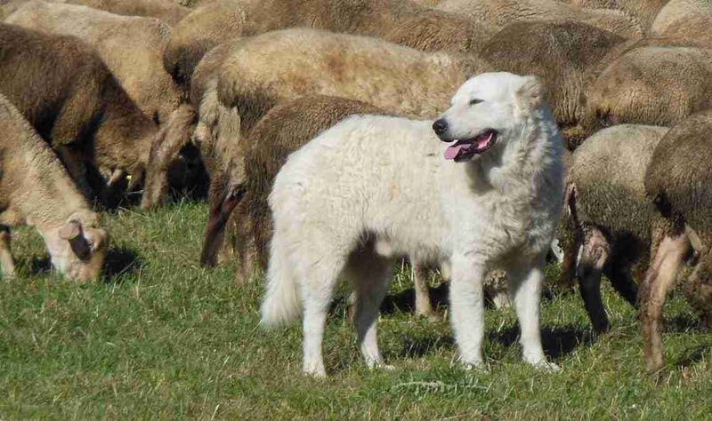 Maremma Sheepdog