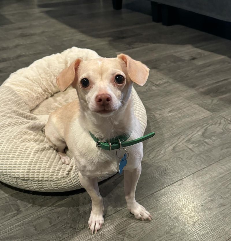 Chihuahua