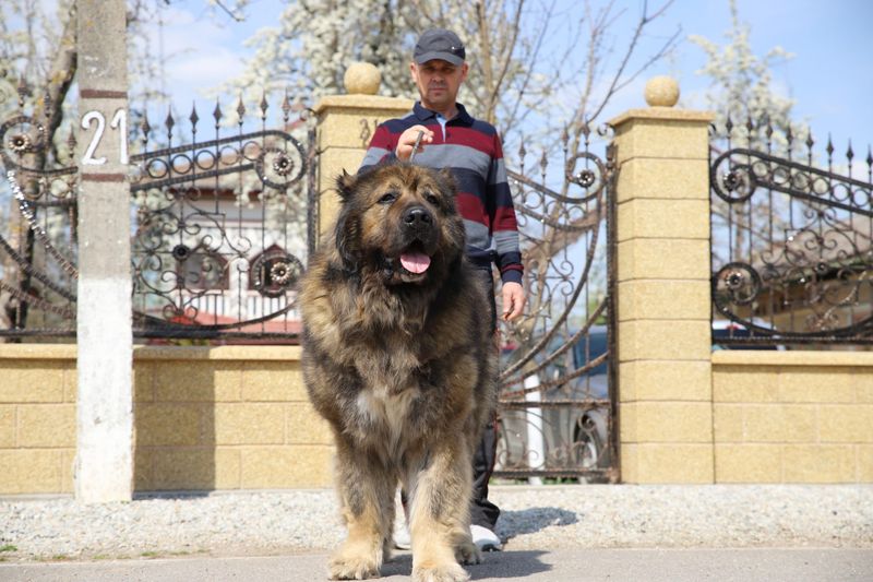Caucasian Shepherd