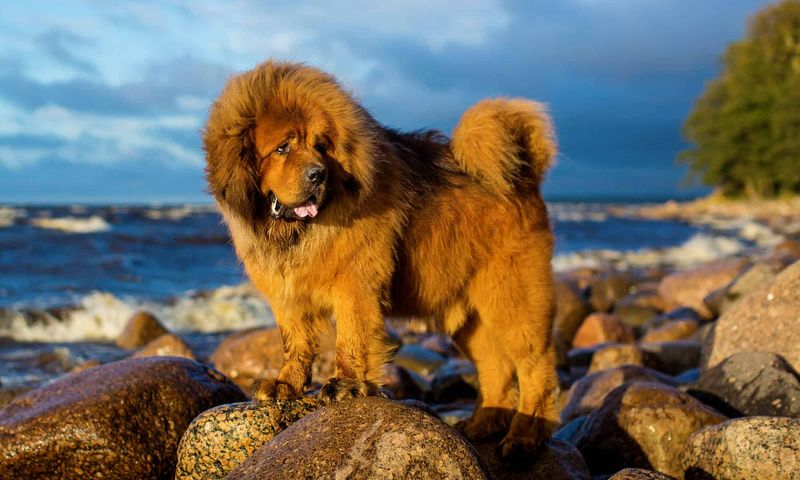 Tibetan Mastiff: Himalayan Guardians With Prolonged Puppyhood