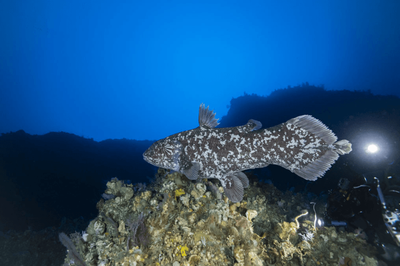 The Deep-Sea Hideaway