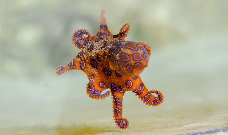 Toxic Torpedo: The Blue-Ringed Octopus