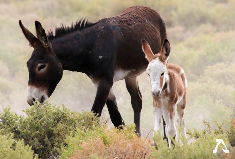 Feral Versus Truly Wild