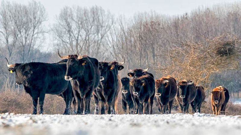 How Long De-Extinct Species Can Survive