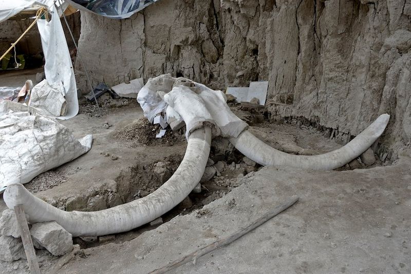 Fossil Location Confirms Southern Range