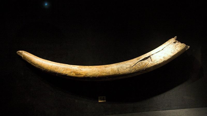 Tusks Record Their Changing Diet