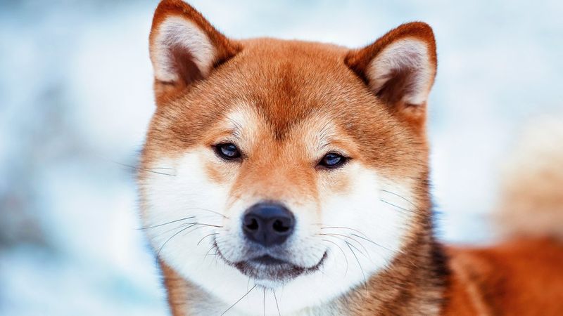 Fox-Like Appearance
