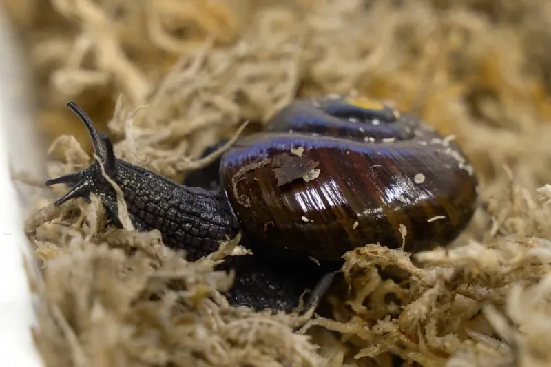 Giant Among Gastropods