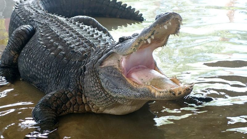 Chomping Champions