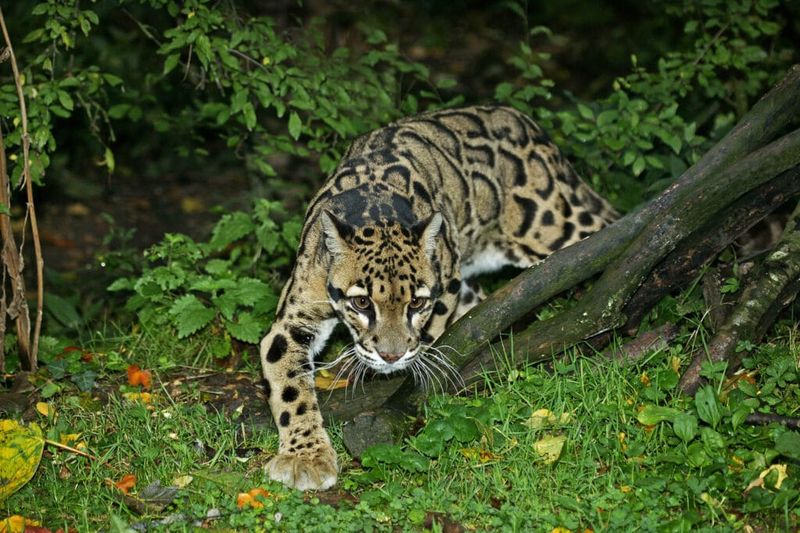 Tail Balancing Act