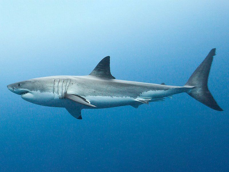 A Glimpse Into Prehistoric Seas