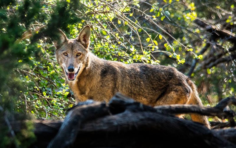 Vanishing Voice Of The Wild