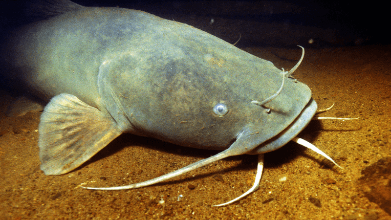 River Wolves: Flathead Catfish