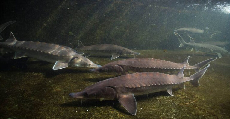 Ancient Sturgeon That Swam With Dinosaurs Now Nearing Extinction