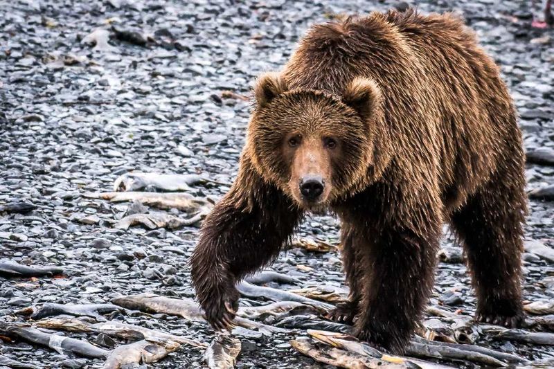 Kodiak Bear