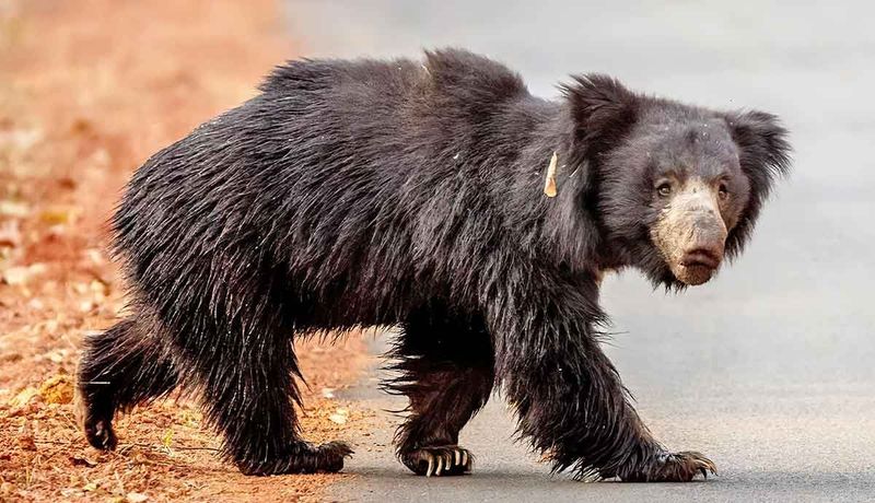 Sloth Bear (Melursus ursinus)