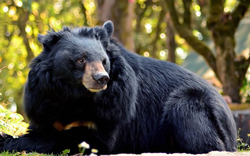 Asiatic Black Bears: The Tree Climbers