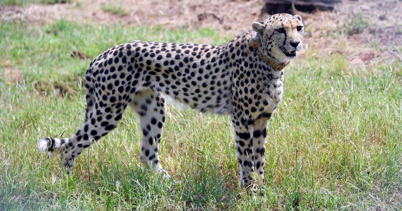 Cheetah