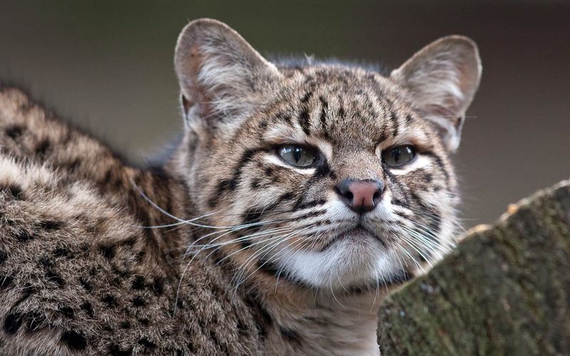 Geoffroy's Cat