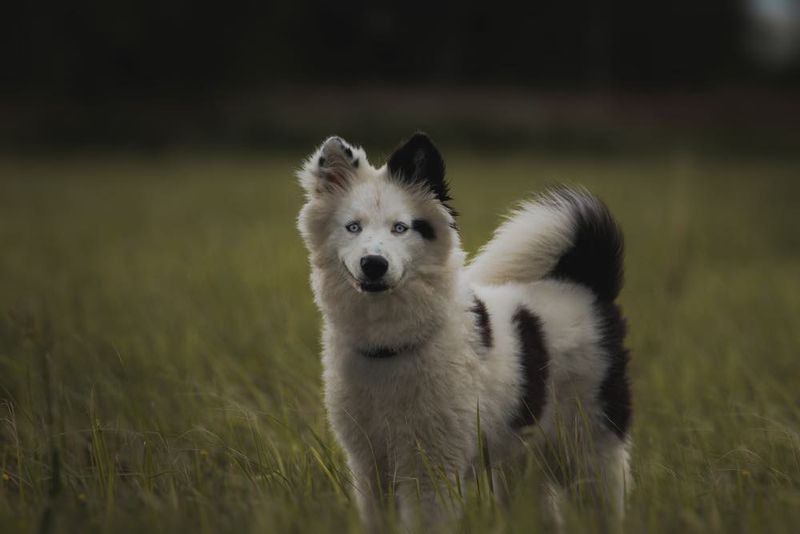 Tundra Trackers: Yakutian Laika