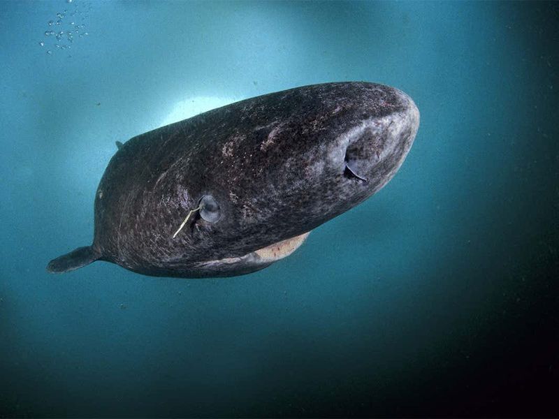 Greenland Sharks: The Methuselahs