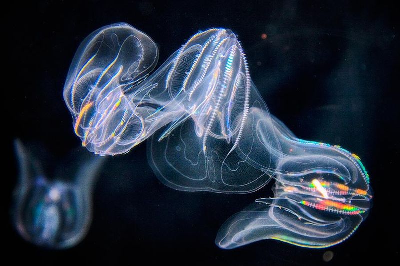 Comb Jellies: The Rainbow Light Show
