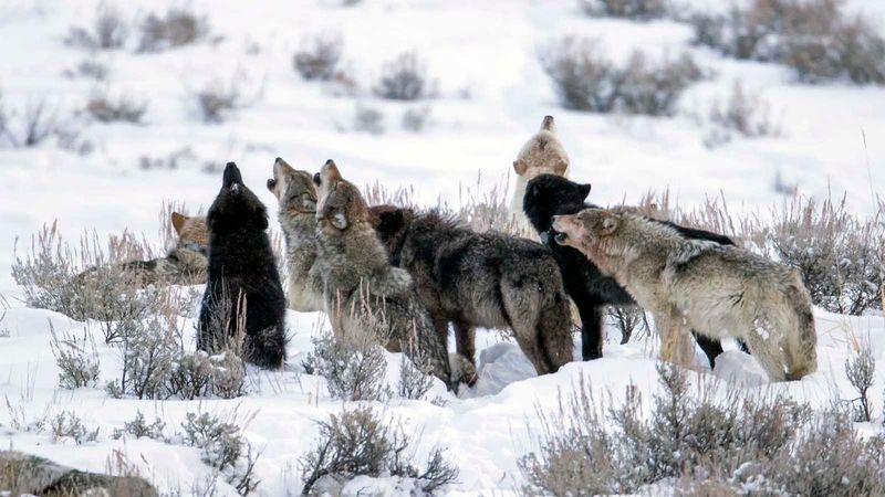 Gray Wolves