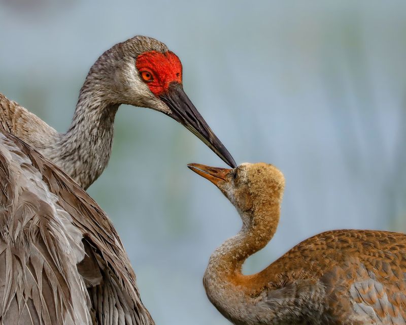 Sandhill Crane