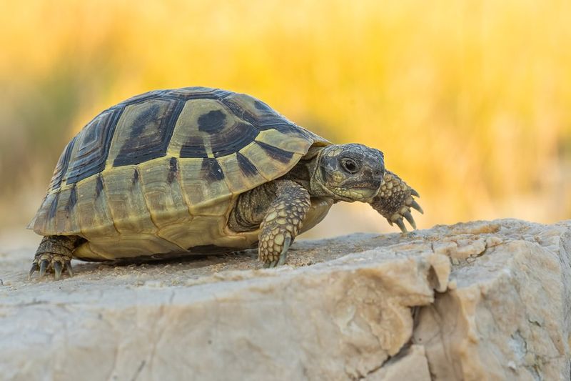 Mediterranean Tortoise