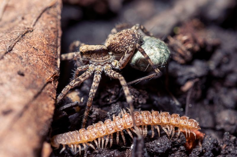 Millipede Munchies