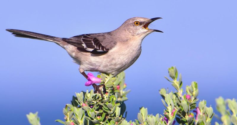 Leaf-Umbrella Innovators: Northern Mockingbirds