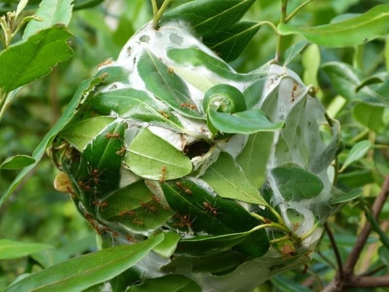 Picking the Perfect Leaves for the Perfect Nest