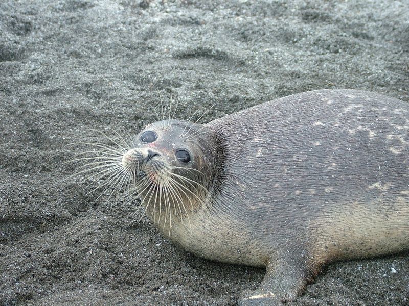 Caspian Survivors: Caspian Seals