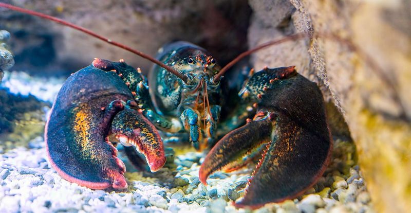 Lobster: The Ageless Crustaceans