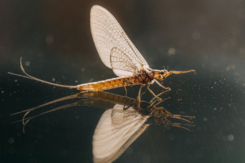 Mayfly's Ephemeral Adult Life