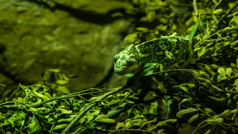 Chameleon's Color-Changing Camouflage