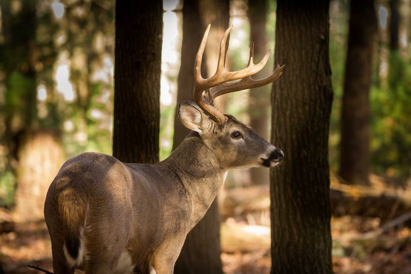 Food Sources Shift During Rut